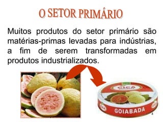 Muitos produtos do setor primário são
matérias-primas levadas para indústrias,
a fim de serem transformadas em
produtos industrializados.
4
 