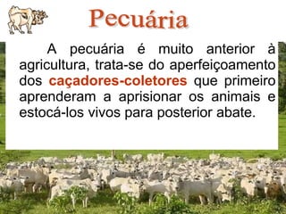 7
A pecuária é muito anterior à
agricultura, trata-se do aperfeiçoamento
dos caçadores-coletores que primeiro
aprenderam a aprisionar os animais e
estocá-los vivos para posterior abate.
 