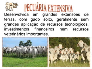 9
Desenvolvida grandes
em
terras, com gado solto, geralmente
extensões de
sem
grandes aplicação de recursos tecnológicos,
investimentos financeiros nem recursos
veterinários importantes.
 
