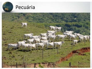 Pecuária
 