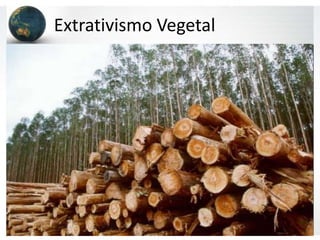 Extrativismo Vegetal
 