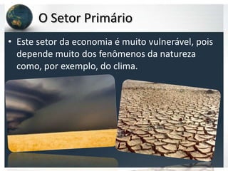 O Setor Primário
• Este setor da economia é muito vulnerável, pois
  depende muito dos fenômenos da natureza
  como, por exemplo, do clima.
 