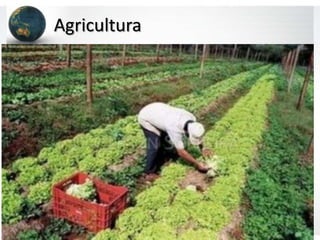 Agricultura
 