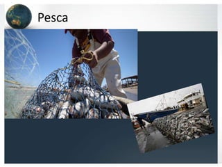 Pesca
 