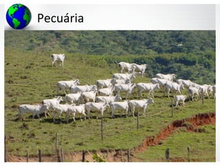Pecuária
 