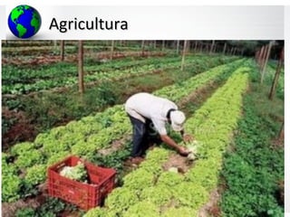 AgriculturaAgricultura
 