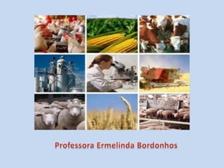 Setores de atividade ppt