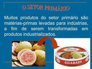 11
Muitos produtos do setor primário são
matérias-primas levadas para indústrias,
a fim de serem transformadas em
produtos industrializados.
 