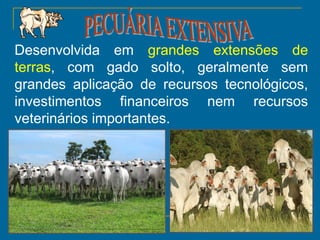 15
Desenvolvida em grandes extensões de
terras, com gado solto, geralmente sem
grandes aplicação de recursos tecnológicos,
investimentos financeiros nem recursos
veterinários importantes.
 