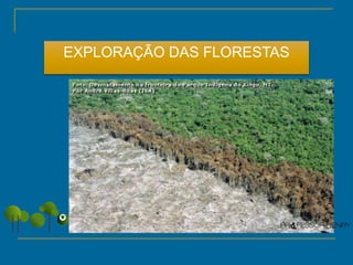 EXPLORAÇÃO DAS FLORESTAS
 