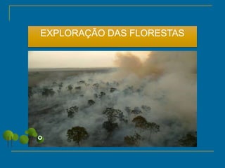 EXPLORAÇÃO DAS FLORESTAS
 