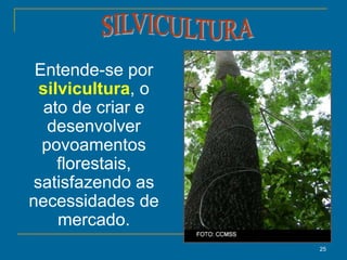 25
Entende-se por
silvicultura, o
ato de criar e
desenvolver
povoamentos
florestais,
satisfazendo as
necessidades de
mercado.
 