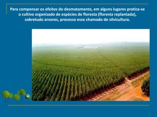 Para compensar os efeitos do desmatamento, em alguns lugares pratica-se
o cultivo organizado de espécies de floresta (floresta replantada),
sobretudo arvores, processo esse chamado de silvicultura.
 