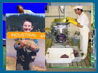 30
ALIMENTAÇÃO
RECREATIVA
ORNAMENTAÇÃOINDUSTRIAL
 