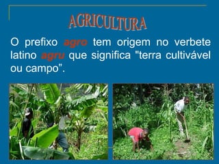 35
O prefixo agro tem origem no verbete
latino agru que significa "terra cultivável
ou campo”.
 