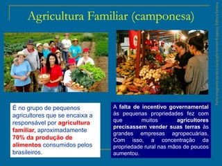ParteintegrantedaobraGeografiahomem&espaço,EditoraSaraiva
Agricultura Familiar (camponesa)
É no grupo de pequenos
agricultores que se encaixa a
responsável por agricultura
familiar, aproximadamente
70% da produção de
alimentos consumidos pelos
brasileiros.
A falta de incentivo governamental
às pequenas propriedades fez com
que muitos agricultores
precisassem vender suas terras às
grandes empresas agropecuárias.
Com isso, a concentração da
propriedade rural nas mãos de poucos
aumentou.
 
