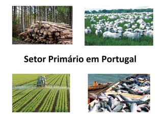 Setor Primário em Portugal
 