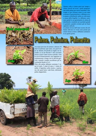 Questa volta ci siamo presi per tempo e
siamo riusciti ad avere i grani pregermi-
nati delle palme per inizio settembre. Pur-
troppo (o per fortuna) erano in uno stato
avanzato di germinazione e abbiamo avu-
to paura a distribuirle subito ai coltivatori
a causa della fragilità. Le abbiamo semi-
nate quindi in un germinatoio in attesa di
distribuirle e metterle nei sacchetti grandi
in gennaio, quando avranno già un buon
apparato radicale.
Le piante invece dell’anno scorso che ab-
biamo allevato in vivaio sono pronte per
essere messe a terra e abbiamo comincia-
to in questi giorni.
Palme, Palmine, Palmette
Avevamo previsto di mettere a dimora 10
ettari di palmeto ogni anno, ma quest’an-
no ne faremo 20 perchè in luglio un in-
cendio ce ne ha bruciati 5 che avevamo
messo a terra l’anno scorso e perchè, vista
la crisi di finanziamenti, non sappiamo se
continueremo a lungo con le attività agri-
cole e quindi è meglio accellerare gli in-
vestimenti finché ce n’è.
Oltre alle palme abbiamo seminato 2 et-
tari di mais, 3 ettari di soja e 1 ettaro di
niébé, il fagiolino solito nostro, e speria-
mo che quest’anno vada bene, altrimenti
palme dappertutto.
Niébé Mais
Soja
Grani pregerminati
 