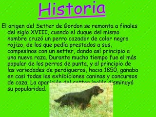 El origen del Setter de Gordon se remonta a finales del siglo XVIII, cuando el duque del mismo nombre cruzó un perro cazador de color negro rojizo, de los que pedía prestados a sus, campesinos con un setter, dando así principio a una nueva raza. Durante mucho tiempo fue el más popular de los perros de punta, y al principio de las variedades de perdigueros, hacia 1850, ganaba en casi todas las exhibiciones caninas y concursos de caza. La aparición del setter inglés disminuyó su popularidad.  