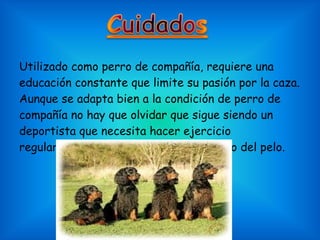 Utilizado como perro de compañía, requiere una educación constante que limite su pasión por la caza. Aunque se adapta bien a la condición de perro de compañía no hay que olvidar que sigue siendo un deportista que necesita hacer ejercicio regularmente. Necesita el cuidado diario del pelo.  
