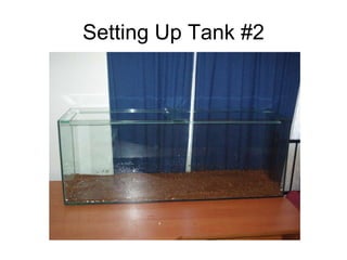 Setting Up Tank #2 