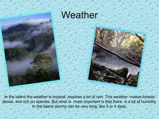 Weather




 In the island the weather is tropical ,requires a lot of rain. This weather makes forests
dense, and rich on species. But what is more important is that there is a lot of humidity.
                  In the island storms can be very long, like 5 or 4 days.
 