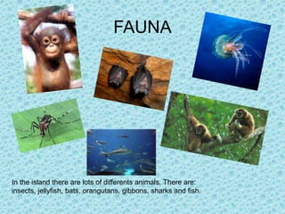 FAUNA




In the island there are lots of differents animals. There are:
insects, jellyfish, bats, orangutans, gibbons, sharks and fish.
 