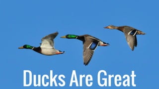 Ducks Are Great
 