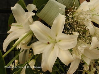 Photo courtesy of Kim Thomas
 