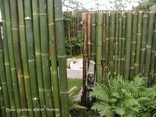 Photo courtesy of Kim Thomas
 