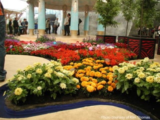 Photo courtesy of Kim Thomas
 