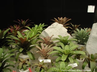 Photo courtesy of Kim Thomas
 