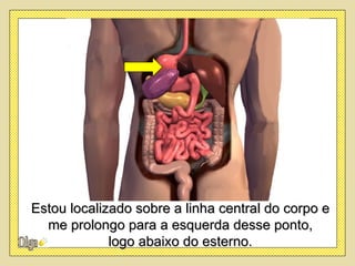 Estou localizado sobre a linha central do corpo e
  me prolongo para a esquerda desse ponto,
             logo abaixo do esterno.
 