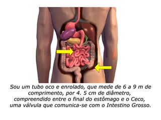 Seu intestino delgado simplificado | PPS