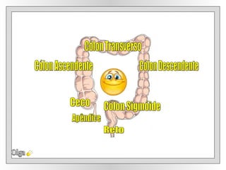 Olga Cólon Transverso Cólon Ascendente  Cólon Descendente Ceco  Cólon Sigmóide Reto Apêndice 
