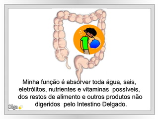 Olga Minha função é absorver toda água, sais,  eletrólitos, nutrientes e vitaminas  possíveis,  dos restos de alimento e outros produtos não digeridos  pelo Intestino Delgado. 