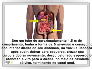 Olga Sou um tubo de aproximadamente 1,5 m de  comprimento,  tenho a forma de  U invertido  e  começo no lado inferior direito do seu abdômen, na válvula íleocecal;  após subir, dobrar para esquerda, cruzar seu corpo e dobrar novamente, desço pelo lado esquerdo do abdômen e viro para a direita, no meio da cavidade  pélvica, terminando no canal anal. 