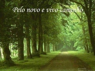 Pelo novo e vivo caminho
 