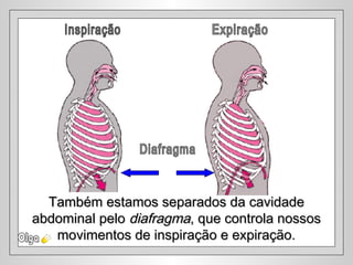 Também estamos separados da cavidadeTambém estamos separados da cavidade
abdominal peloabdominal pelo diafragmadiafragma, que controla nossos, que controla nossos
movimentos de inspiração e expiração.movimentos de inspiração e expiração.
 