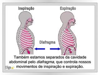 Diafragma Olga Também estamos separados da cavidade abdominal pelo  diafragma , que controla nossos movimentos de inspiração e expiração. Inspiração Expiração 