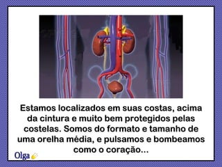Estamos localizados em suas costas, acima da cintura e muito bem protegidos pelas costelas. Somos do formato e tamanho de uma orelha média, e pulsamos e bombeamos como o coração... Olga 