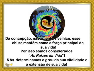 Por isso somos consideradosPor isso somos considerados
““As Raízes da VidaAs Raízes da Vida”!”!
NósNós determinamos o grau da sua vitalidade edeterminamos o grau da sua vitalidade e
a extensão de sua vida!a extensão de sua vida!
Da concepção, nascimento e velhice, esseDa concepção, nascimento e velhice, esse
chi se mantém como a força principal dechi se mantém como a força principal de
sua vida!sua vida!
 