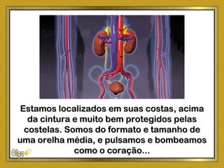 Estamos localizados em suas costas, acimaEstamos localizados em suas costas, acima
da cintura e muito bem protegidos pelasda cintura e muito bem protegidos pelas
costelas. Somos do formato e tamanho decostelas. Somos do formato e tamanho de
uma orelha média, e pulsamos e bombeamosuma orelha média, e pulsamos e bombeamos
como o coração...como o coração...
 