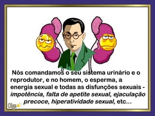 Nós comandamos o seu sistema urinário e o
reprodutor, e no homem, o esperma, a
energia sexual e todas as disfunções sexuais -
impotência, falta de apetite sexual, ejaculação
    precoce, hiperatividade sexual, etc...
 
