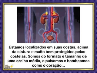 Estamos localizados em suas costas, acima
   da cintura e muito bem protegidos pelas
  costelas. Somos do formato e tamanho de
uma orelha média, e pulsamos e bombeamos
              como o coração...
 