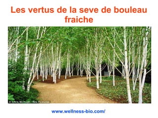 Les vertus de la seve de bouleau
fraiche
www.wellness-bio.com/
 