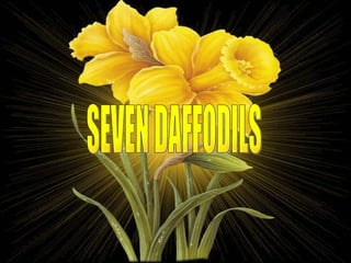 SEVEN DAFFODILS 