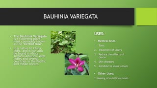 REFERENCES
1. https://www.planetayurveda.com/library/kachnar-bauhinia-
variegata/#:~:text=Leaves%2C%20flowers%2C%20and%20f...