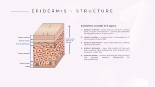 E P I D E R M I S - S T R U C T U R E
Epidermis consists of 5 layers
1. stratum corneum – outer layer (c.a. 50 µm), consists
of 15-20 layers of dead cells – corneocytes. Between
corneocytes there is a lipid matrix.
2. stratum lucidum – present only in the epidermis of
some organs (hands, feet)
3. stratum granulosum – cells responsible for creating
lipids and proteins
4. stratum spinosum – layer that consist of live cells
that produce lipid substances that protect from
excessive water loss
5. stratum basale – contains melanocytes that produce
the pigment melanin (responsible for
discolourations),
 