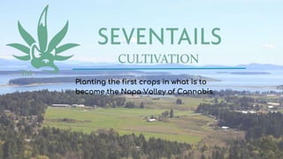 Planting the first crops in what is to
become the Napa Valley of Cannabis.
 